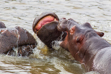 Hippopotamus South Africa