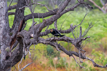 Cormoran South Africa