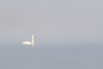 whooper swan in a white fog background