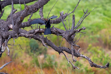 Cormoran South Africa