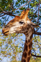 Giraffe South Africa
