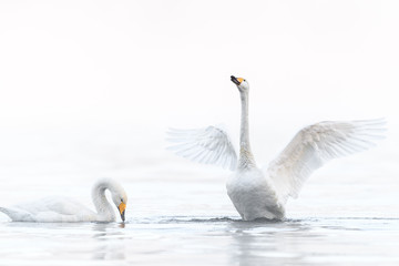 two whooper swan lovers dancing  in a white fog background portrait