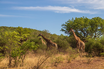 Fototapeta na wymiar Giraffe South Africa