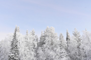trees in winter