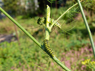 Caterpillar of the Machaon crawling on fennel