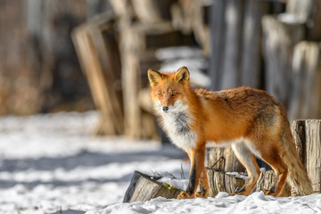 portrait of a Japanese red fox in the snow - 322207572