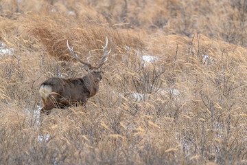 sika deer male standing in the brush and the snow