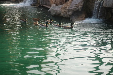 ducks in water