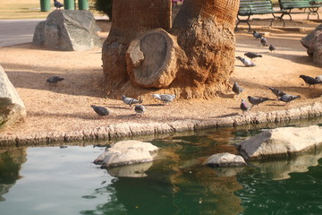 birds by water