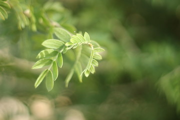branch of a tree in spring