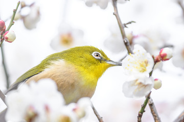 portrait of a japanese zosterops white-eye in blooming plum tree