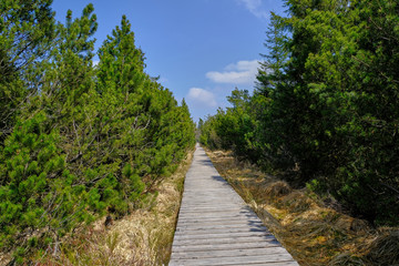 Fototapeta na wymiar Wooden walkway between trees in the moorland