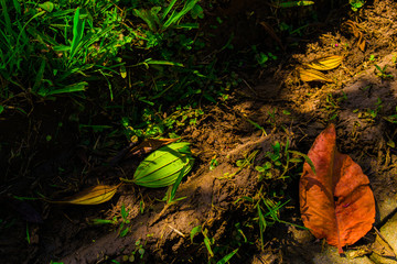 autumn leaves in water