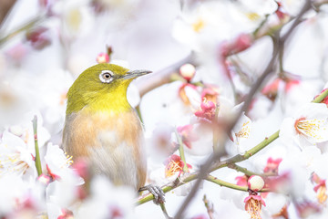 portrait of a japanese zosterops white-eye in blooming plum tree