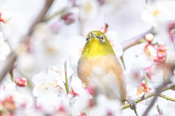 portrait of a japanese zosterops white-eye in blooming plum tree