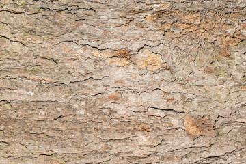 Pine tree bark texture. Surface of the old tree trunk.