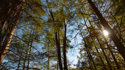 West Virginia Forest