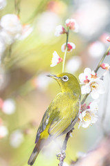 portrait of a japanese zosterops white-eye in blooming plum tree