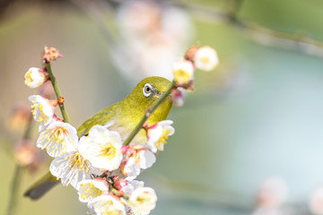 portrait of a japanese zosterops white-eye in blooming plum tree