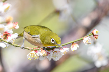 portrait of a japanese zosterops white-eye in blooming plum tree