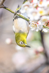 portrait of a japanese zosterops white-eye in blooming plum tree