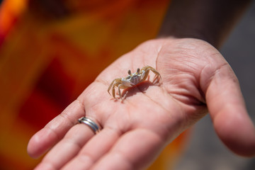 Obraz premium Sand Crab