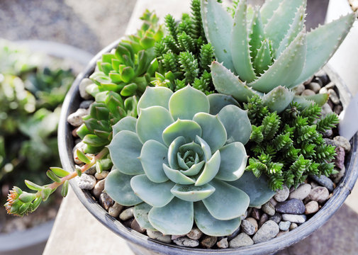 succulent arrangement