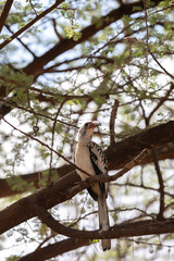 Northern Red-billed Hornbill, sitting on a branch