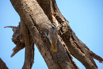 Bearded Woodpecker