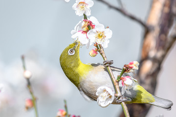 portrait of a japanese zosterops white-eye in blooming plum tree