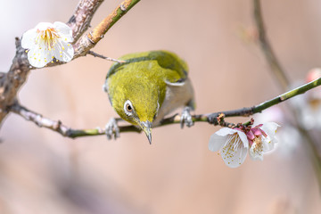 portrait of a japanese zosterops white-eye in blooming plum tree