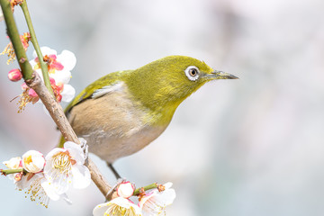 portrait of a japanese zosterops white-eye in blooming plum tree