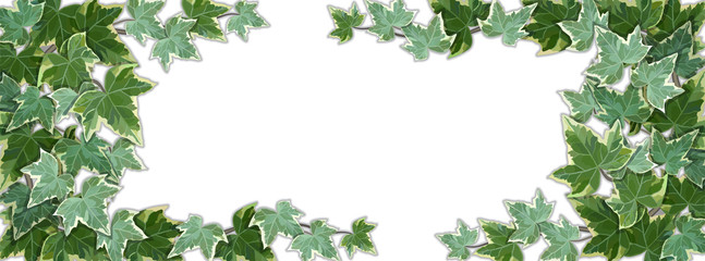 White background half covered by common ivy leaves