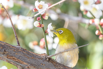 portrait of a japanese zosterops white-eye in blooming plum tree