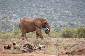 elephant walking with mountain in background