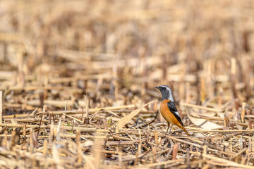 Daurian redstart portrait