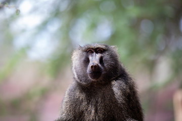 baboon posing posing looking at the sky