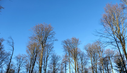 Background and frame of leafless tree crowns with clear blue sky.