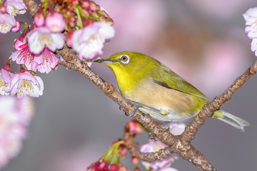 Japanese zosterops white-eye close up portrait in a branch of a blooming cherry tree