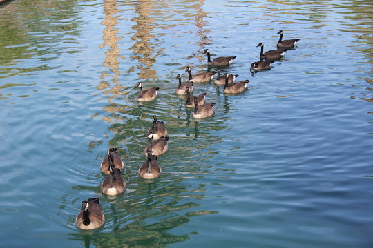 ducks in pond © Russell