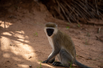 vervet monkey on the sand