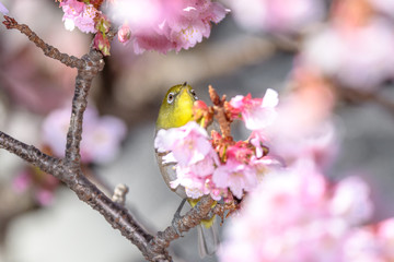 Japanese zosterops white-eye close up portrait in a branch of a blooming cherry tree
