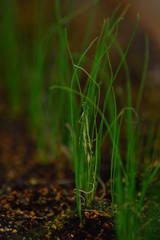 onions growing in a garden
