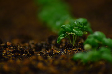 basil sprouts in a garden