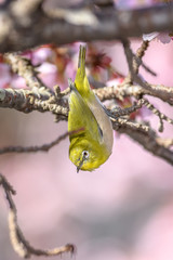 Japanese zosterops white-eye close up portrait in a branch of a blooming cherry tree