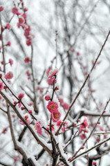 雪の日の紅梅