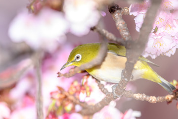 Japanese zosterops white-eye close up portrait in a branch of a blooming cherry tree