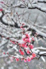 雪の日の紅梅