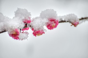 雪の日の紅梅