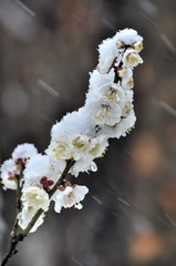 雪の日の白梅
